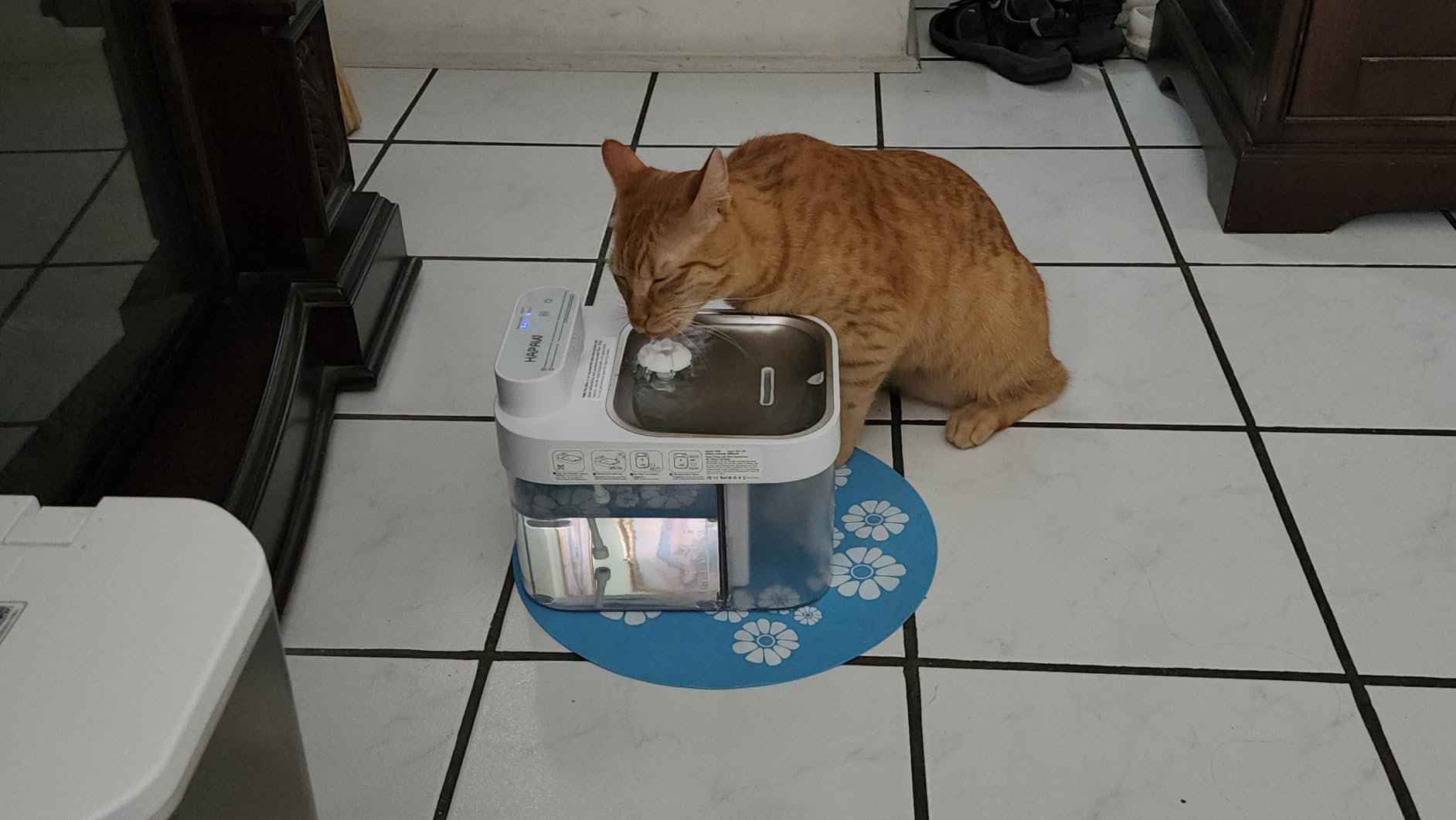 The Cat Fountain That Banishes Backwash